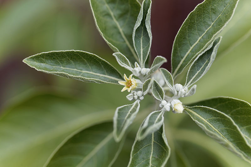 Ashwagandha Pflanze