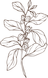 Grafik Ashwagandha Pflanze